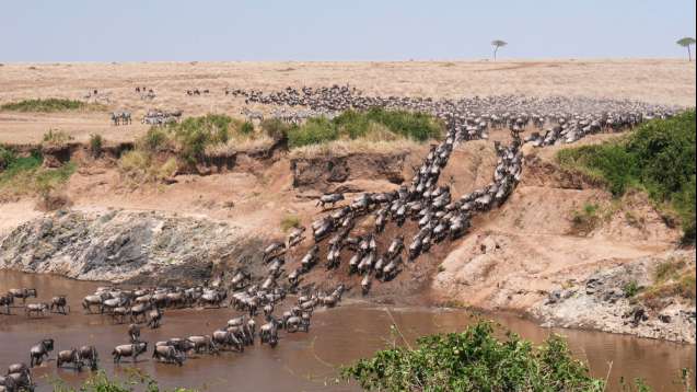 Mara river wildebeest migration
