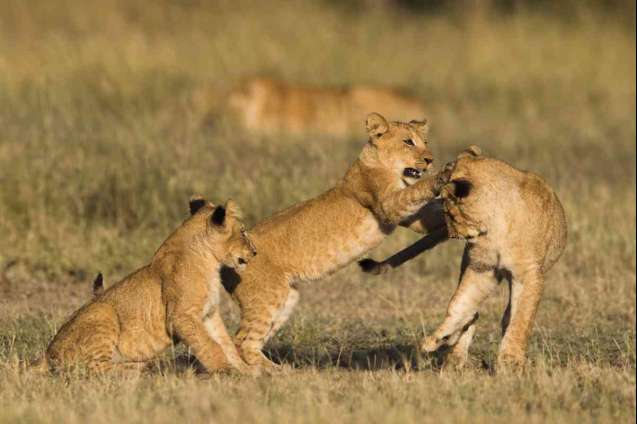 Big 5 lion cubs in the Masai Mara
