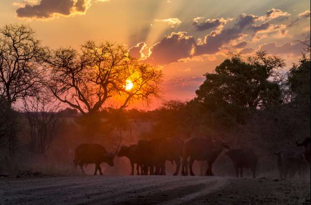 Buffalo at sunset in Kruger National Park