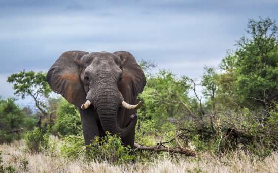 Elephant kruger national  park