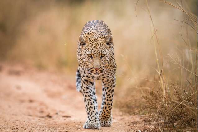 Leopard kruger national park