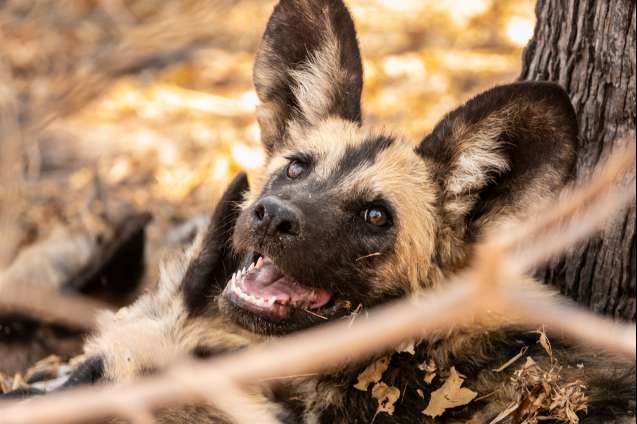 African wild dog in the Delta botswana