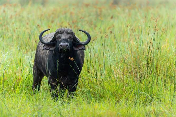 Big five safari buffalo okavango delta