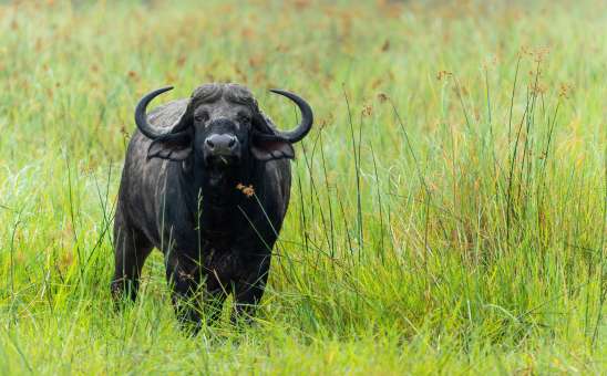 Kruger vs Okavango Delta: Big Five Value or Wild Water Safari?