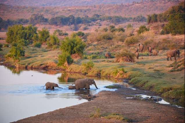 Elephants in kruger national park