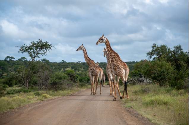 Giraffes in kruger national park
