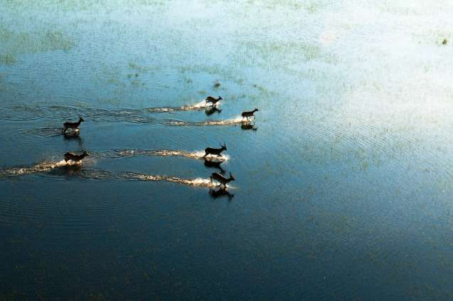 Letchwe okavango delta