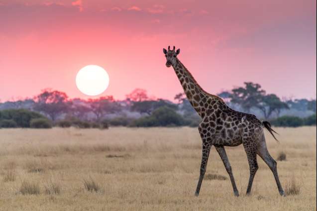 Giraffe in the Savuti region of the Delta