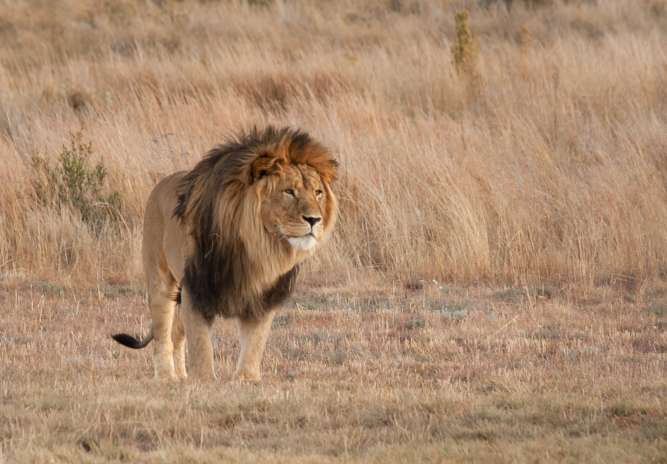 Kruger national park big five lion south africa