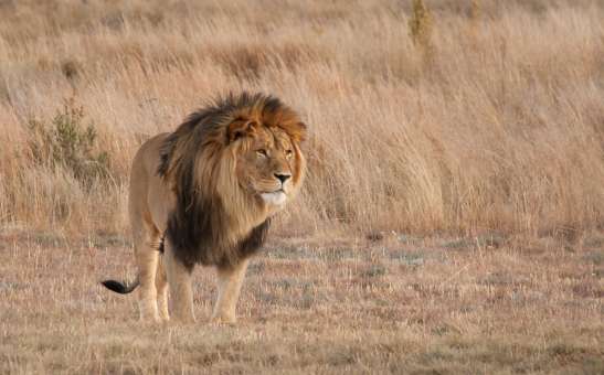 South Africa Big Five Safari: Kruger vs Pilanesberg