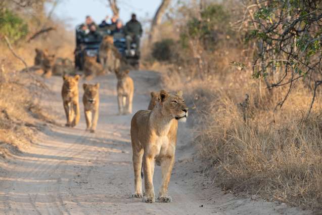 Kruger south africa big five safari game drive with lion pride