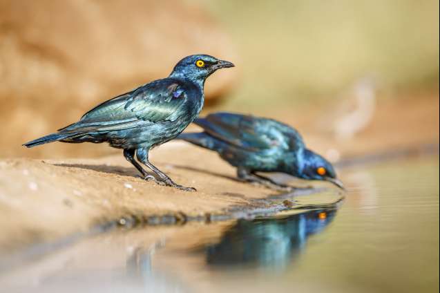 Kruger south africa birding safari glossy starling