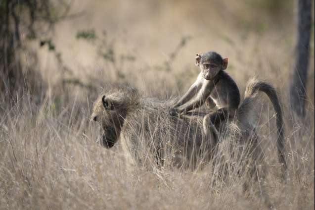 Kruger south africa chacma baboons
