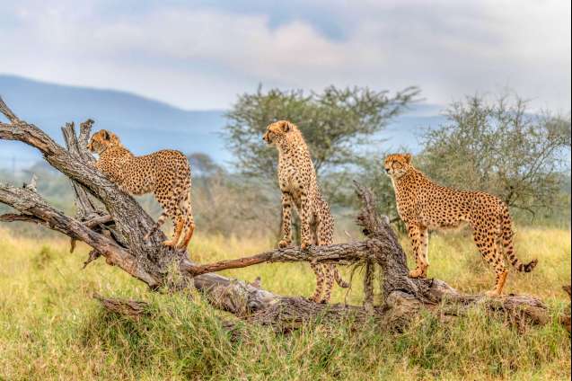 Kruger south africa cheetah pack on savannah