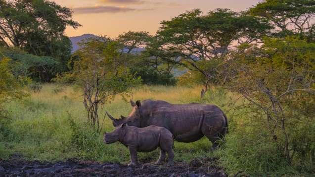 Kruger south africa rhino big five safari