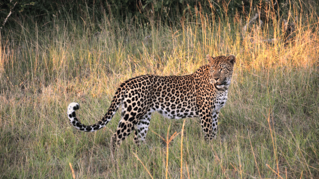 Pilanesberg south africa big five leopard sighting