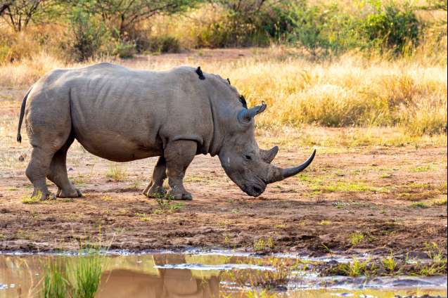 Pilanesberg south africa big five rhino