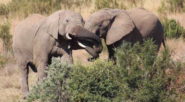 Pilanesberg south africa big five safari elephants
