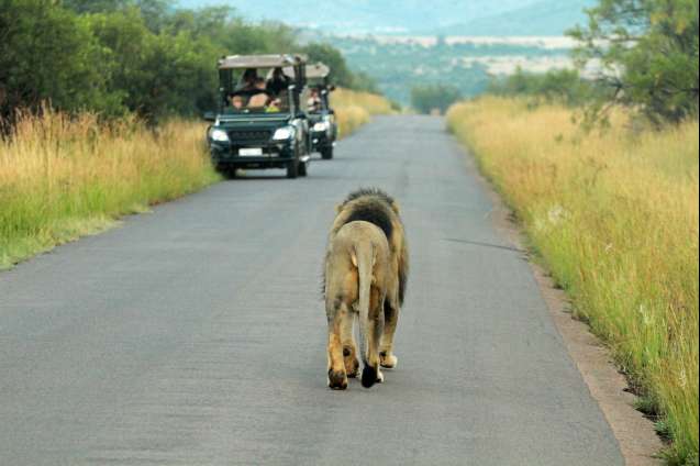 Pilanesberg south africa big five safari game drive