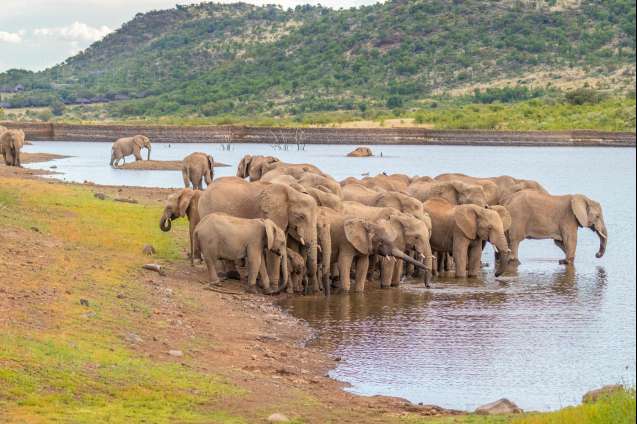 Pilanesberg south africa elephant herd drinking at watering hole