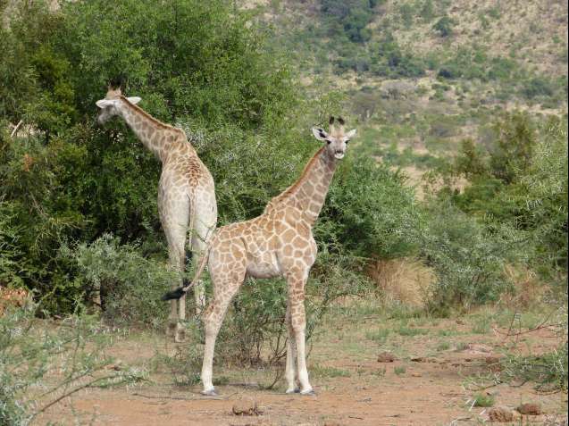 Pilanesberg south africa giraffe herd on safari