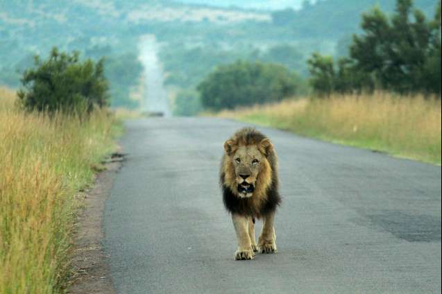 Pilanesberg south africa male lion on game drive