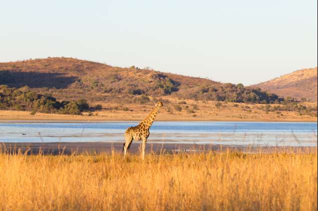 Pilanesberg south africa safari giraffe