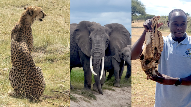 Amboseli animals and safari guide in Kenya