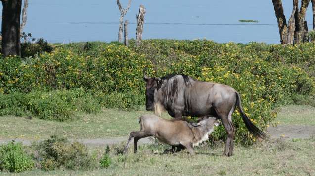 Lake Naivasha Cresent Island wildebeast calf Kenya