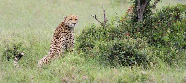 Maasai Mara cheetah Kenya
