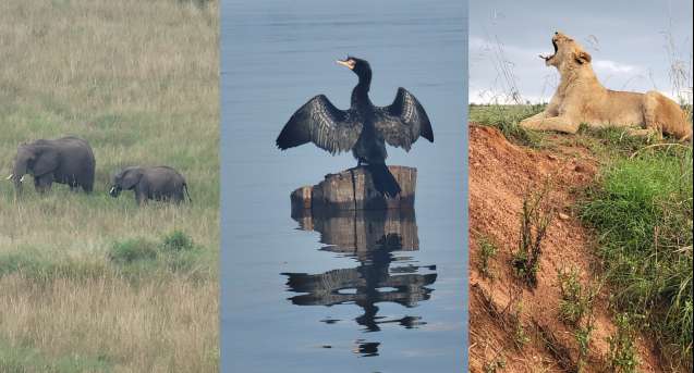 Masai Mara and Naivasha wildlife and birds Kenya