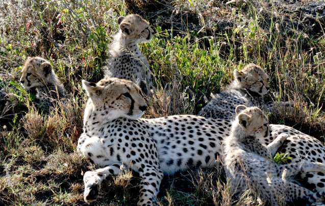 Masai Mara cheetah and cubs