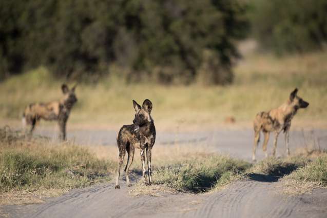 Khwai Area African wild dogs