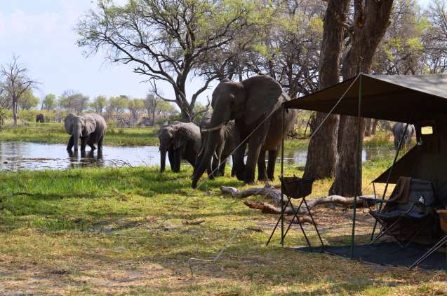 Khwai River Big 5 elephants in camp Botswana