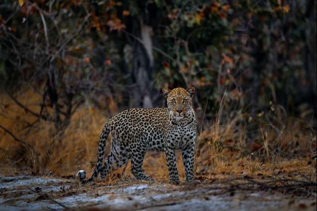 Khwai Area Big 5 leopard Botswana
