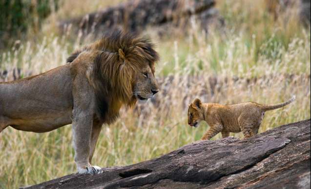 Masai Mara Big 5 safari lions