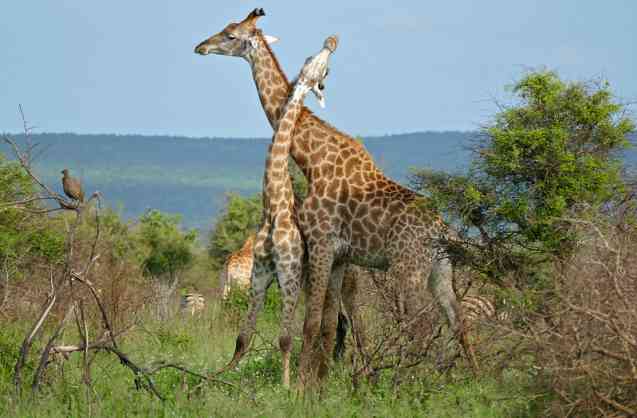 Giraffes on safari in Kruger National Park