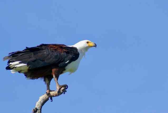 African Fish Eagle in Kruger National Park