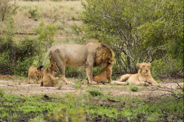 Lion family in Kruger, South Africa