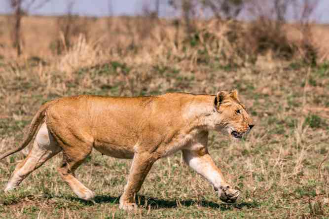 African safari lion, Kruger National Park