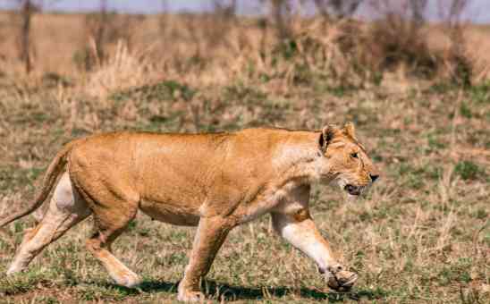 What to expect on your first safari in Kruger National Park