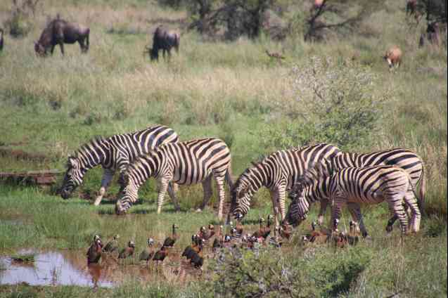 African safari wildlife in Kruger National Park